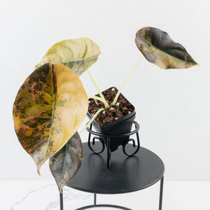 Alocasia Cuprea Gold/Aurea/Caramel Latte Variegated (wk35-U123)