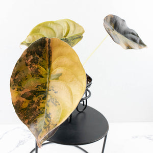 Alocasia Cuprea Gold/Aurea/Caramel Latte Variegated (wk35-U123)