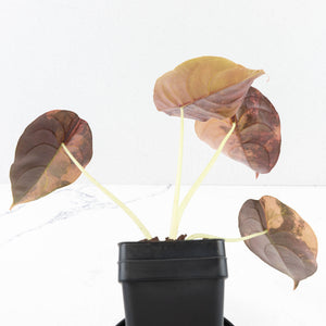 Alocasia Cuprea Gold/Aurea/Caramel Latte Variegated (wk35-U123)