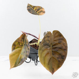 Alocasia Cuprea Gold/Aurea/Caramel Latte Variegated (wk28-UL) Corming Size