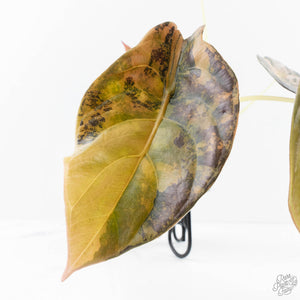 Alocasia Cuprea Gold/Aurea/Caramel Latte Variegated (wk28-UL) Corming Size