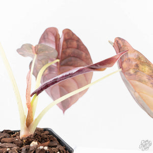 Alocasia Cuprea Gold/Aurea/Caramel Latte Variegated (wk28-UL) Corming Size