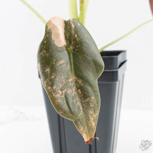 Alocasia Cuprea Gold/Aurea/Caramel Latte Variegated - Corming Size (wk29-UD)
