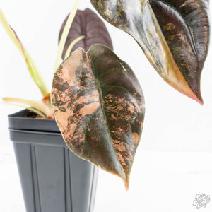 Alocasia Cuprea Gold/Aurea/Caramel Latte Variegated - Corming Size (wk29-UD)