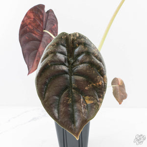 Alocasia Cuprea Gold/Aurea/Caramel Latte Variegated - Corming Size (wk29-UD)
