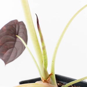 Alocasia Cuprea Gold/Aurea/Caramel Latte Variegated - Corming Size (wk29-UD)
