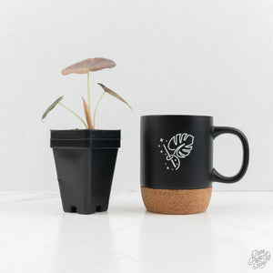 Alocasia Cuprea Gold/Aurea/Caramel Latte Variegated (wk17-R)