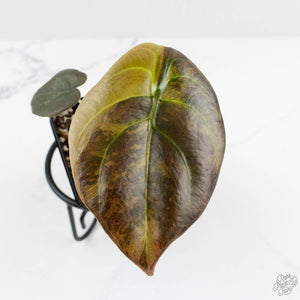 Alocasia Cuprea Gold/Aurea/Caramel Latte Variegated (wk17-R)