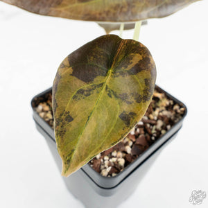 Alocasia Cuprea Gold/Aurea/Caramel Latte Variegated (wk17-R)
