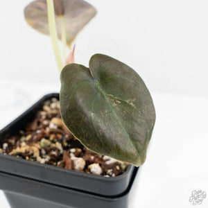 Alocasia Cuprea Gold/Aurea/Caramel Latte Variegated (wk17-R)