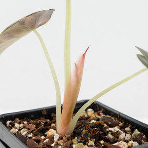 Alocasia Cuprea Gold/Aurea/Caramel Latte Variegated (wk17-R)