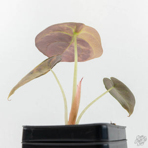 Alocasia Cuprea Gold/Aurea/Caramel Latte Variegated (wk17-R)