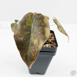 Alocasia Cuprea Gold/Aurea/Caramel Latte Variegated (wk17-S)