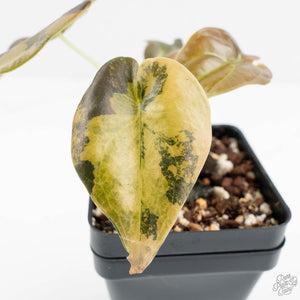 Alocasia Cuprea Gold/Aurea/Caramel Latte Variegated (wk17-S)