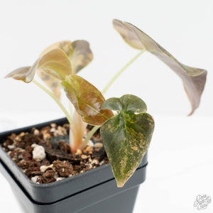 Alocasia Cuprea Gold/Aurea/Caramel Latte Variegated (wk17-S)