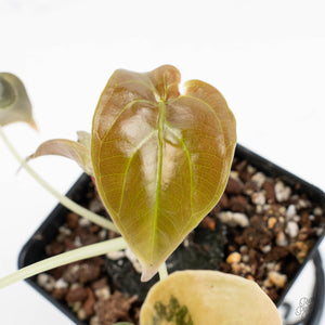 Alocasia Cuprea Gold/Aurea/Caramel Latte Variegated (wk17-S)