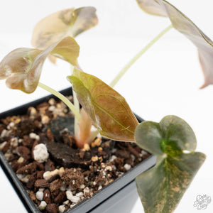 Alocasia Cuprea Gold/Aurea/Caramel Latte Variegated (wk17-S)
