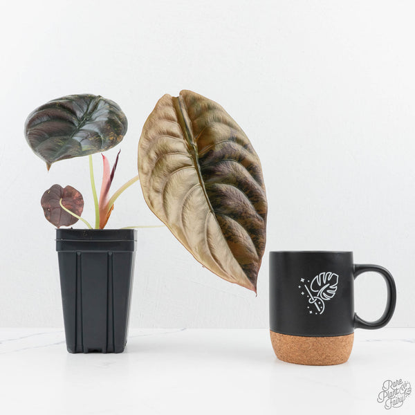 Alocasia Cuprea Gold/Aurea/Caramel Latte Variegated (wk19-UH