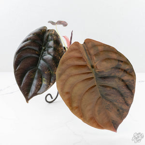 Alocasia Cuprea Gold/Aurea/Caramel Latte Variegated (wk19-UH) *Corming Size*
