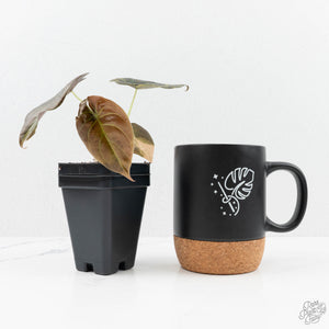 Alocasia Cuprea Gold/Aurea/Caramel Latte Variegated (wk19-UQ)