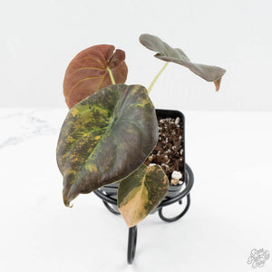 Alocasia Cuprea Gold/Aurea/Caramel Latte Variegated (wk19-UQ)