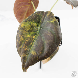 Alocasia Cuprea Gold/Aurea/Caramel Latte Variegated (wk19-UQ)