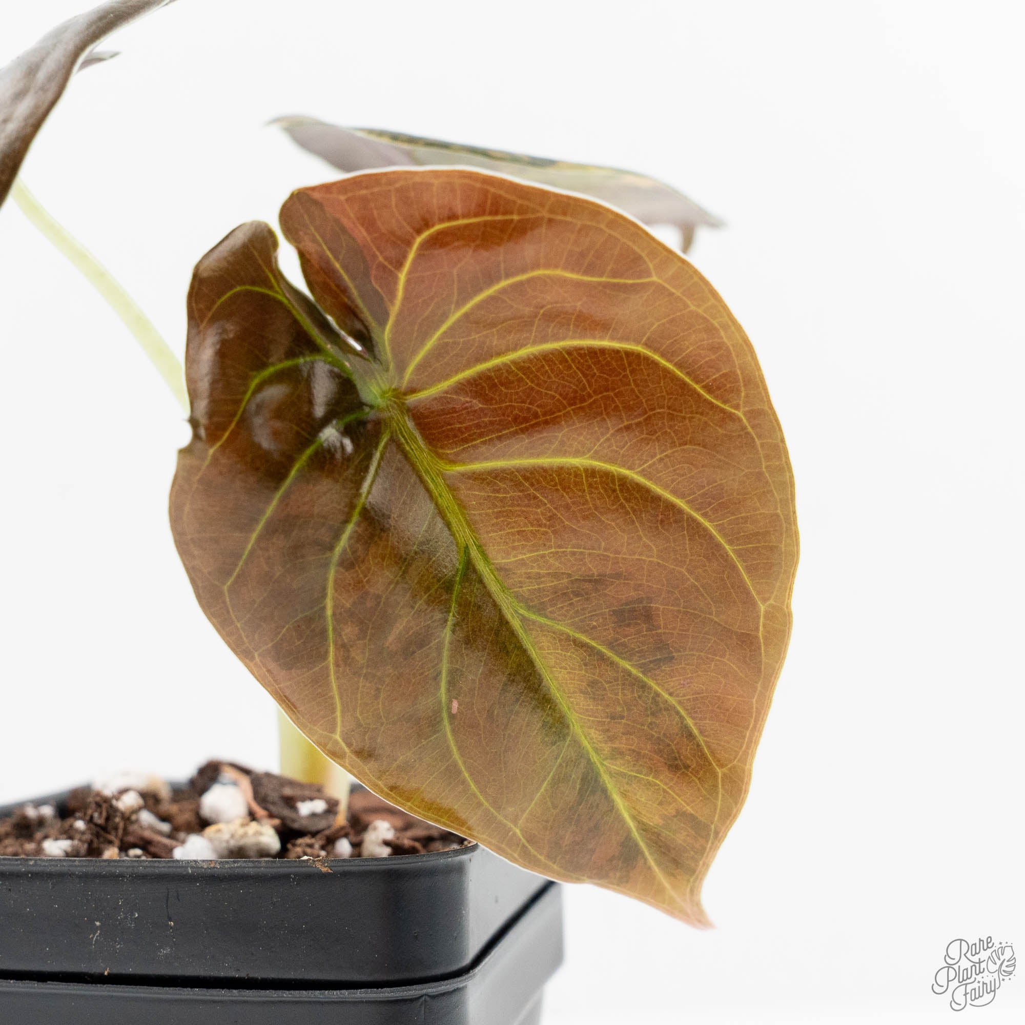 Alocasia Cuprea Gold/Aurea/Caramel Latte Variegated (wk19-UQ