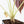 Alocasia Cuprea Gold/Aurea/Caramel Latte Variegated (wk21-UE) *Corming Size*