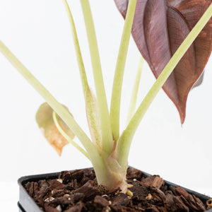 Alocasia Cuprea Gold/Aurea/Caramel Latte Variegated (wk21-UE) *Corming Size*