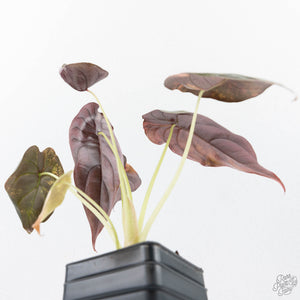 Alocasia Cuprea Gold/Aurea/Caramel Latte Variegated (wk21-UE) *Corming Size*
