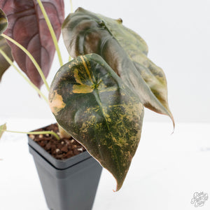 Alocasia Cuprea Gold/Aurea/Caramel Latte Variegated (wk21-UE) *Corming Size*