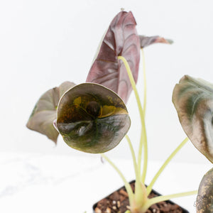 Alocasia Cuprea Gold/Aurea/Caramel Latte Variegated (wk21-UE) *Corming Size*