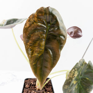 Alocasia Cuprea Gold/Aurea/Caramel Latte Variegated (wk21-UE) *Corming Size*