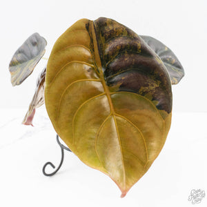 Alocasia Cuprea Gold/Aurea Variegated (wk25-UC) *Corming Size*