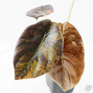 Alocasia Cuprea Gold/Aurea Variegated (wk25-UC) *Corming Size*