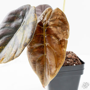 Alocasia Cuprea Gold/Aurea Variegated (wk25-UC) *Corming Size*