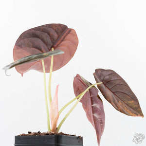 Alocasia Cuprea Gold/Aurea Variegated (wk25-UC) *Corming Size*
