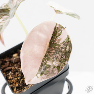 Alocasia 'Cuprea' Pink/Albo Variegated (wk27-I)