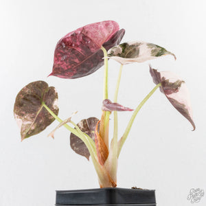 Alocasia 'Cuprea' Pink/Albo Variegated (wk27-K) *Corming Size*
