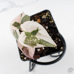 Alocasia 'Cuprea' Pink/Albo Variegated (wk28-F)
