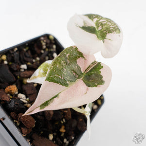 Alocasia 'Cuprea' Pink/Albo Variegated (wk28-F)