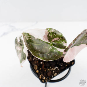 Alocasia 'Cuprea' Pink/Albo Variegated (wk28-G)