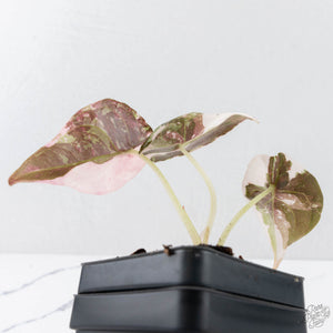 Alocasia 'Cuprea' Pink/Albo Variegated (wk28-G)