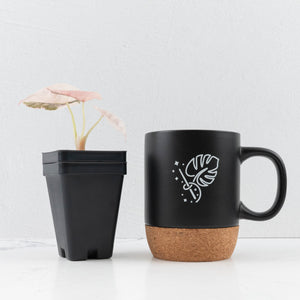 Alocasia 'Cuprea' Pink/Albo Variegated (wk30-B)