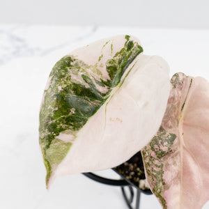 Alocasia 'Cuprea' Pink/Albo Variegated (wk30-B)