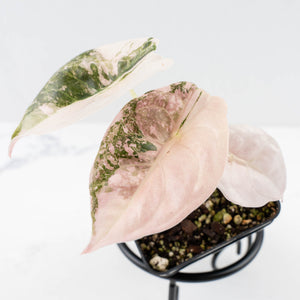 Alocasia 'Cuprea' Pink/Albo Variegated (wk30-B)