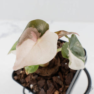 Alocasia 'Cuprea' Pink/Albo Variegated (wk38-L286)