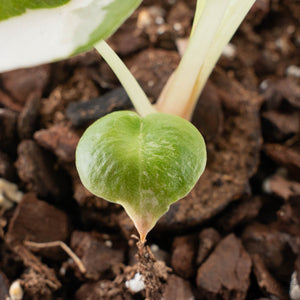 Alocasia 'Cuprea' Pink/Albo Variegated (wk38-L286)