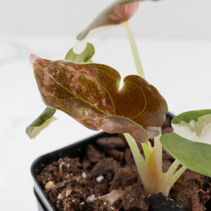 Alocasia 'Cuprea' Pink/Albo Variegated (wk38-L286)