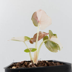 Alocasia 'Cuprea' Pink/Albo Variegated (wk38-L286)